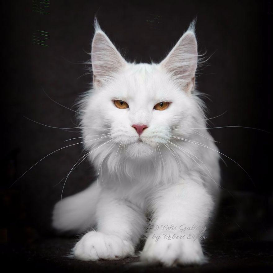 Величественная красота кошачьей породы мейн-кун.  Мифические звери.