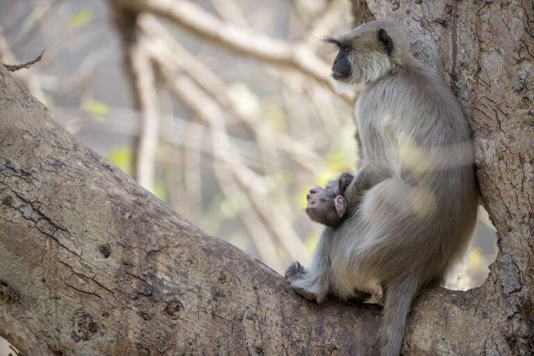 Душераздирающий момент. Скорбящая мать-обезьянка не может поверить, что её детеныш уже не дышит. (Видео)