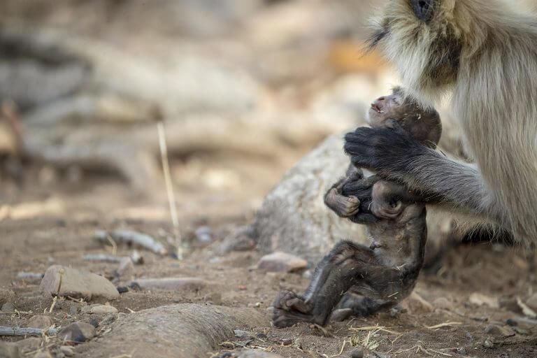 Душераздирающий момент. Скорбящая мать-обезьянка не может поверить, что её детеныш уже не дышит. (Видео)