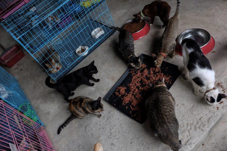 Женщина приютила 158 бездомных и раненных кошек