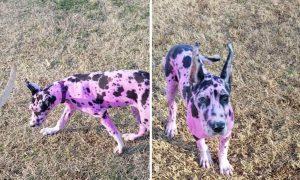 Пурпурная собака