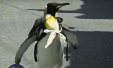 Пингвин Лала