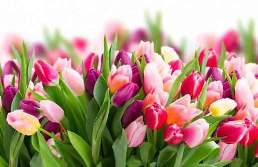 О чем говорят цветы в весенний праздник 8 Марта?