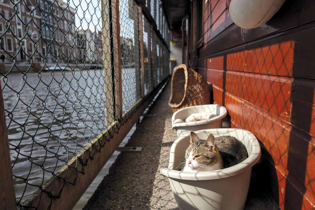 Плавающие кошки или скрытая достопримечательность Амстердама