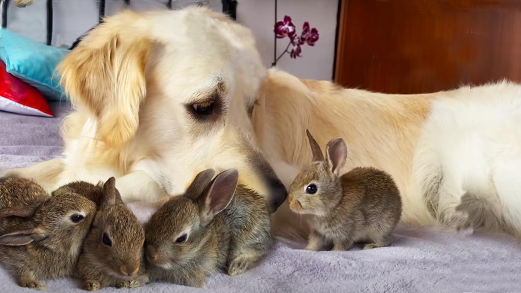 Пёс усыновил кроликов