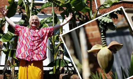 Оксфордский садовник и его пальма с бананами