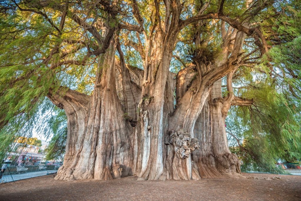 Дерево Туле - обладатель самого широкого ствола на Земле